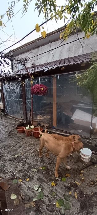 Casă renovată în 2020, teren 1.354 mp – Ghindeni, Dolj