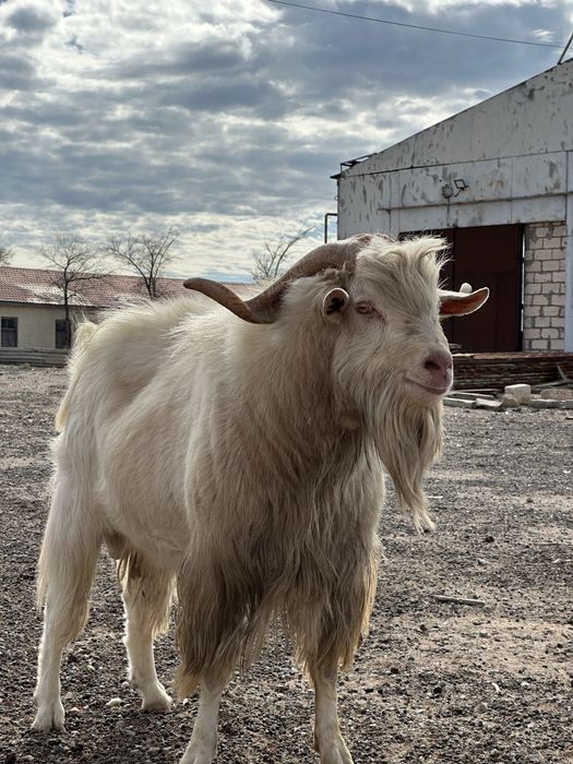 Секс видео қатты кончает ішінде