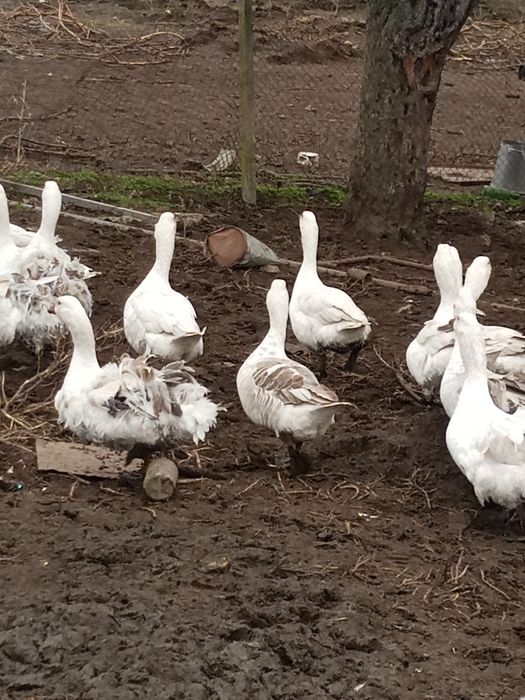 Продавам Патки гледани с добър фураш