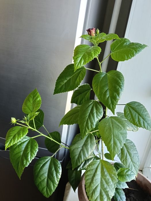 Продам китайскую розу.