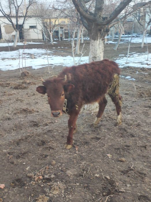 Бұзау сатылады кашар