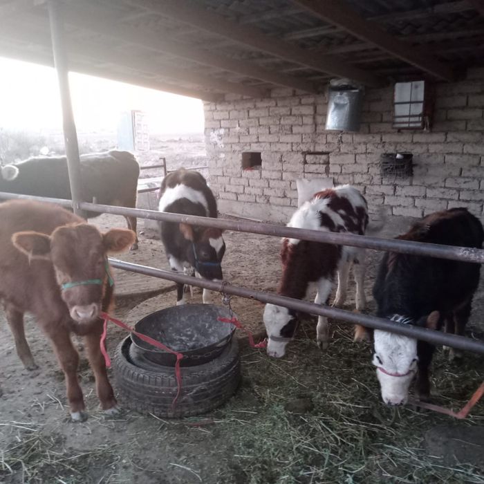 Бычок, Таналар 11 бас