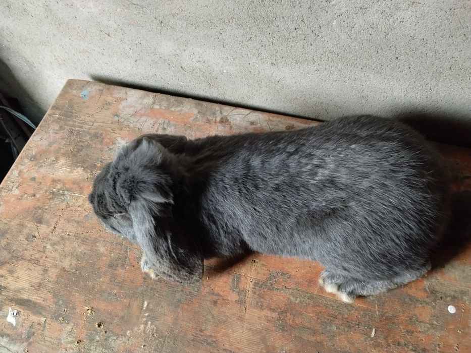 Mascul berbec german