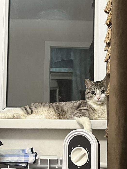Отдам кота в добрые руки