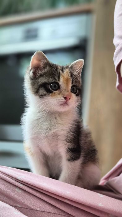 Коте момиченце на 2 месеца
