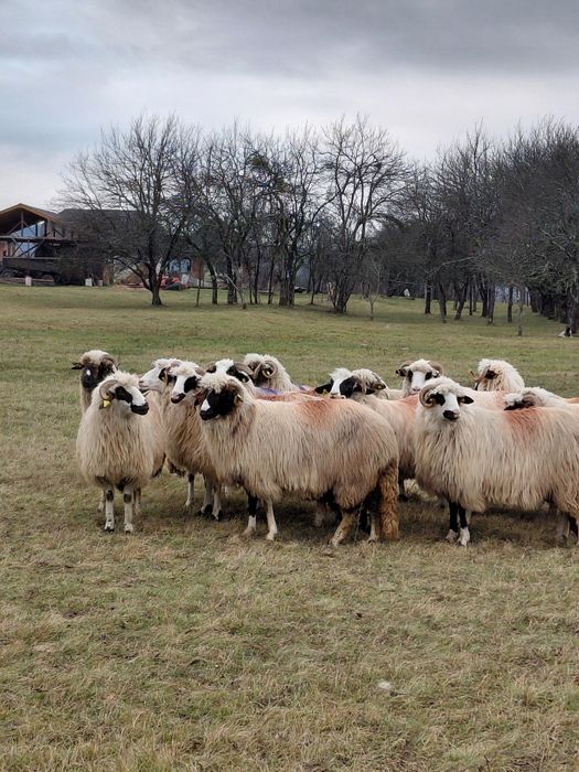 De vanzare oi miori si strămiori