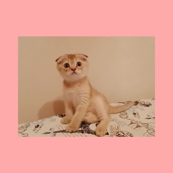 Девочка золотая Шиншила Скоттиш фолд