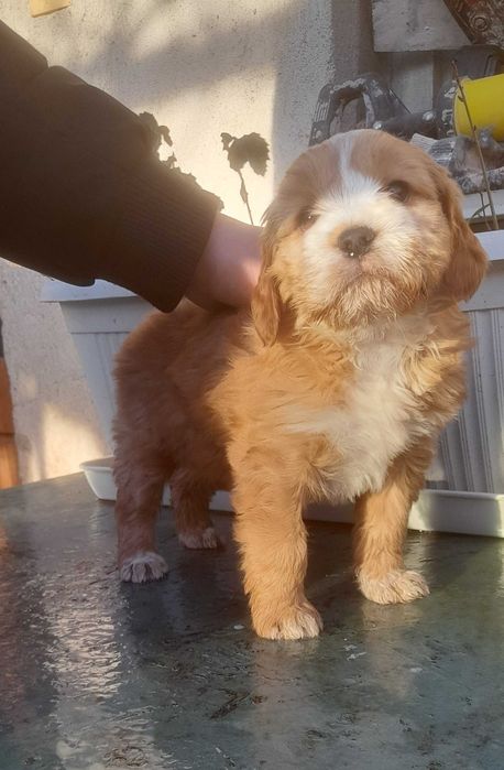 Кокер х Лагото - кученца