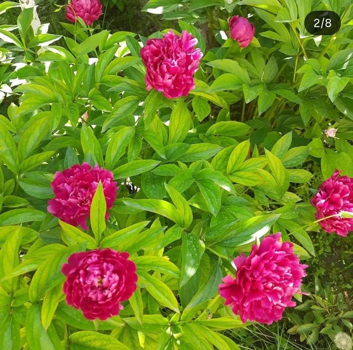 Большие и средние кусты пионов