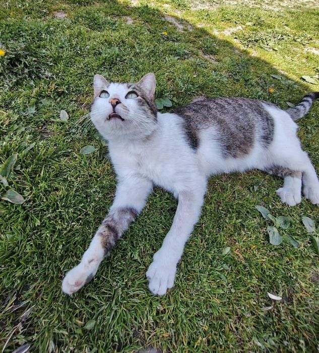 Ofer pisic spre adopție