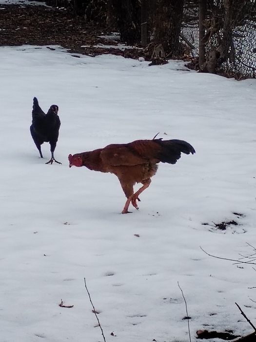 Продам Петухов и курей