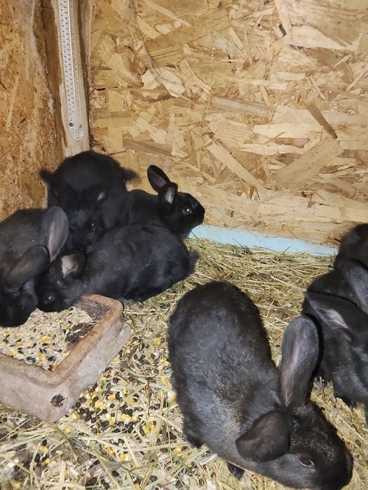 Iepuri uriași german