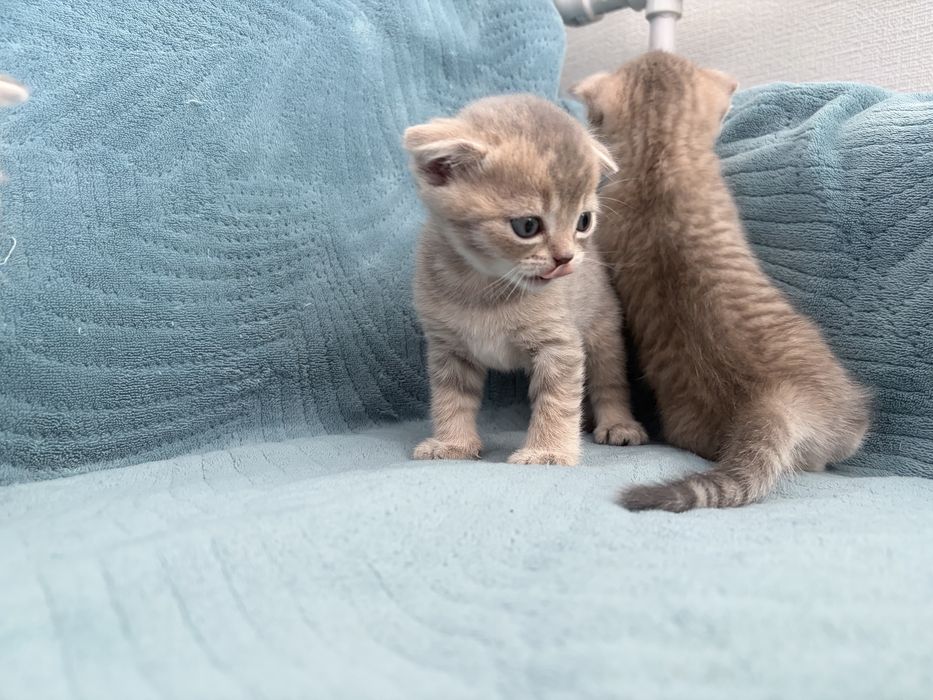 Шотланские котята