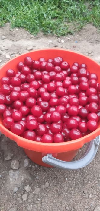 Продам  сливу сладкие