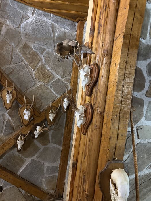 Трофеи от благороден елен