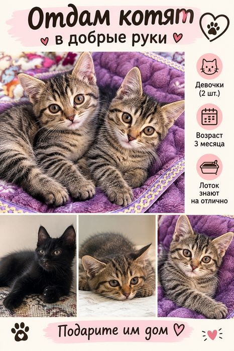 Котята в добрые руки!