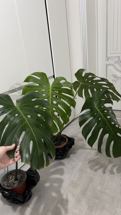 Монстера 3, 2, 1 лист (есть разные)