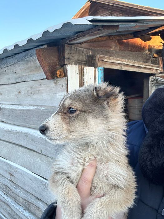 Ищем дом для щенят