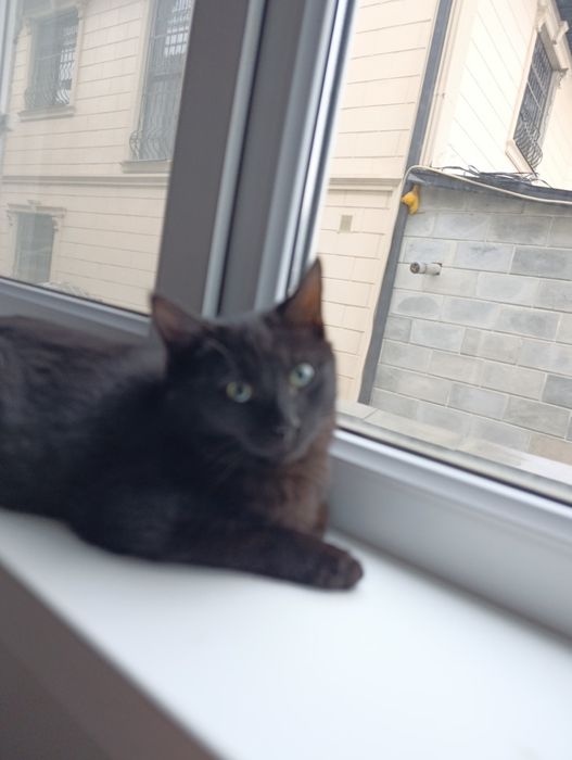 Котенок ищет дом