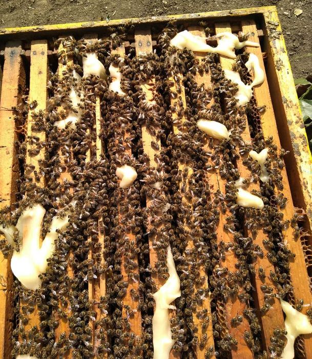 Familii de albine/stupi