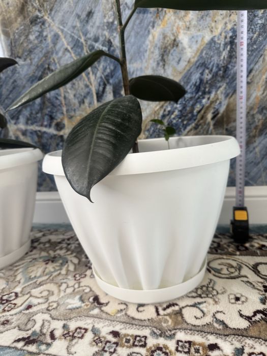 Фикусы два в горшках белых