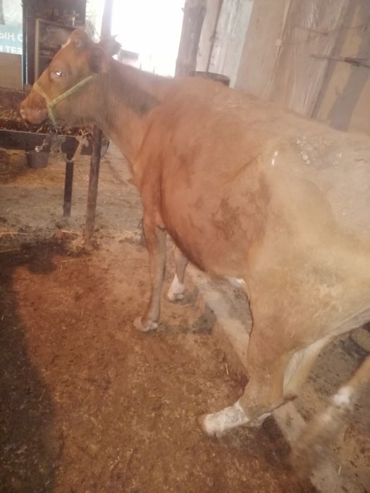 Мал аламыз сойылатын