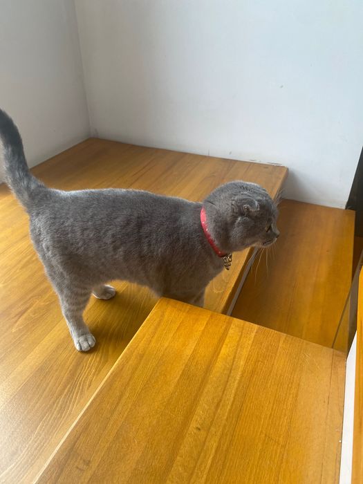 Шотландская вислоухая с документами