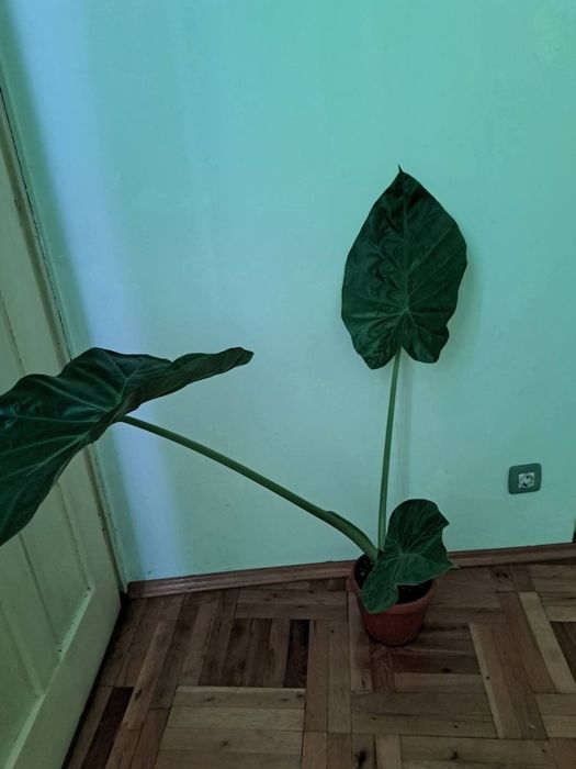 Цвете Трилистник