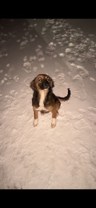 Тазы күшіктері сатылады