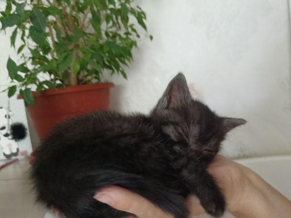 Ищим котёнку добрых хозяев
