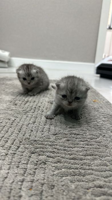 Шотландские котята  Скоттиш фолд вислоухие
