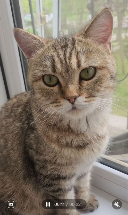 Кошка и котята безплатно
