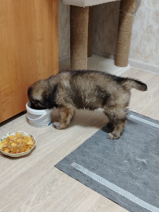 Отдам щенка в добрые руки