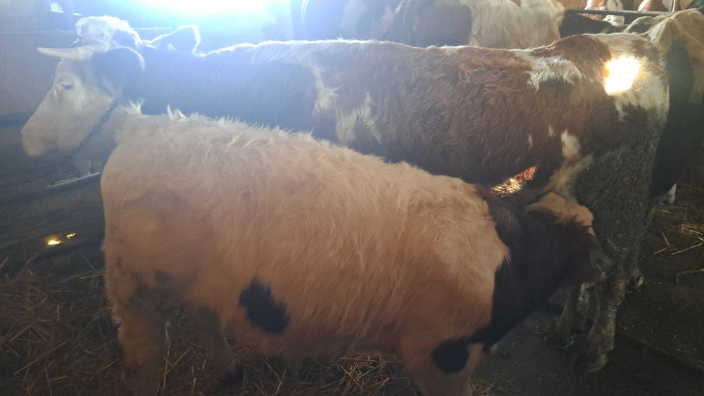 Se vinde junica cu vitel taur si un vitel de 8 luni