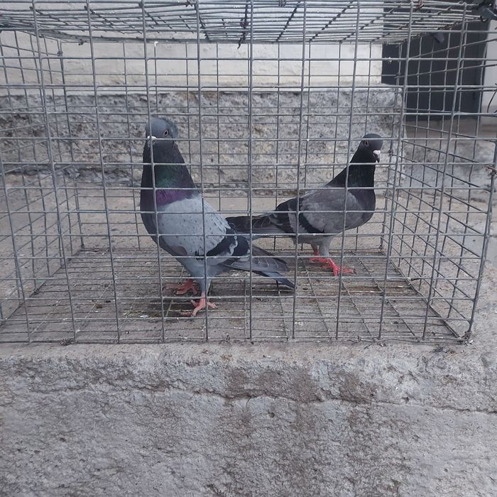 Челкар сизи бакинцы лет с игрой