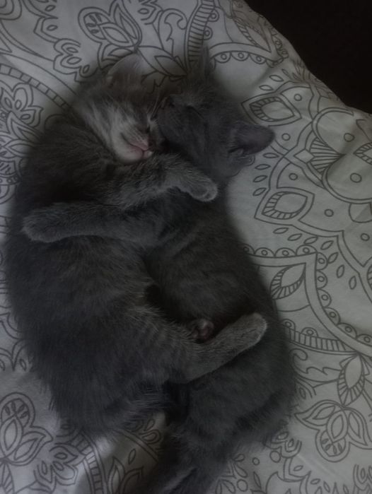 Отдаю котёнка 2 месяца