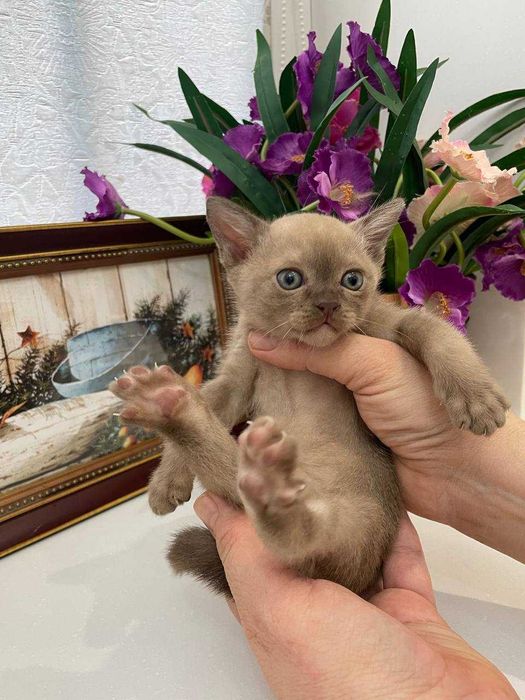 Шикарный котенок европейской Бурмы