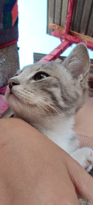 Отдам котенка в добрые руки
