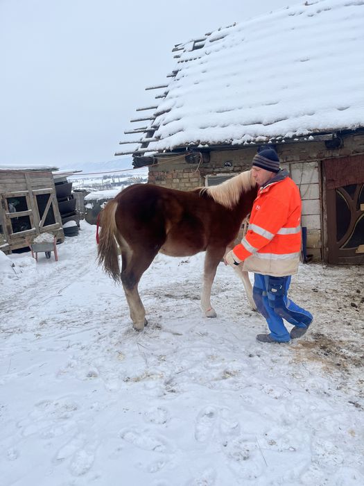 Vand mănză de 8 luni pret 1500 de euro