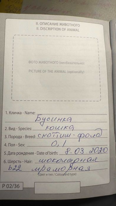 Отдам в хорошие руки двух кошечек