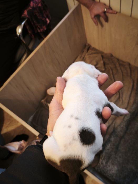 Питбулчета бебета