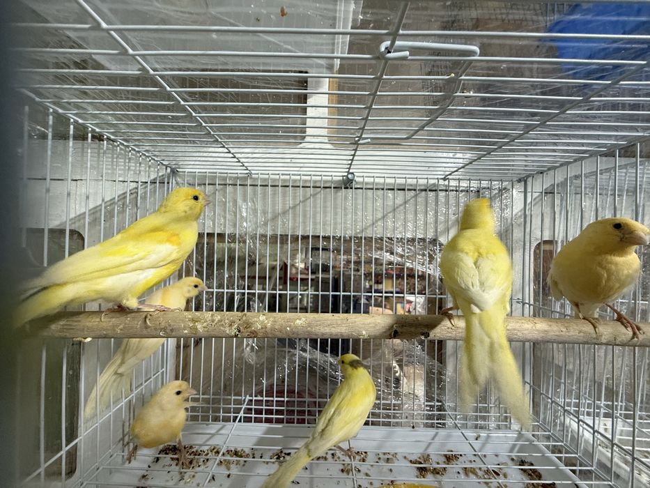 Канарейка. Пающый (Самка Самец)