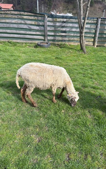 Oaie bună pentru sacrificat