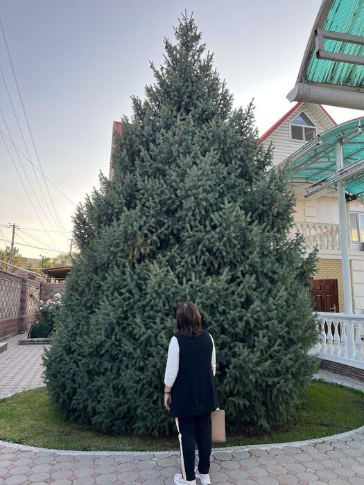 Ель, ёлка шырша