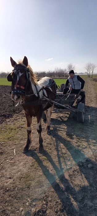 Carlan pinto de vânzare