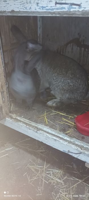 Erkak Flander quyon sotiladi