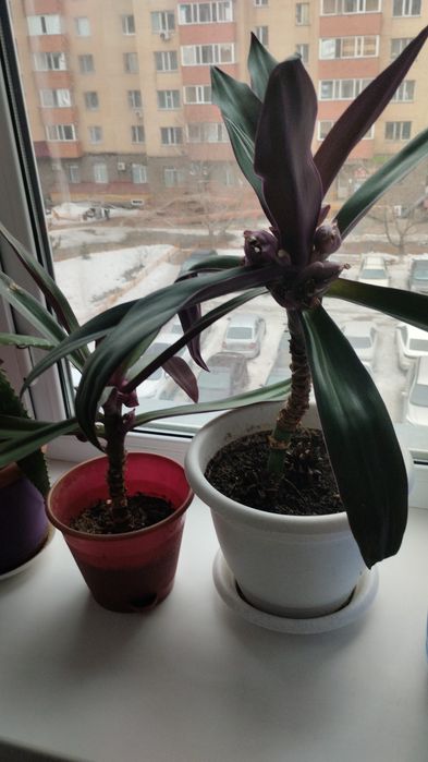 Отдаю цветы пальмы красивые