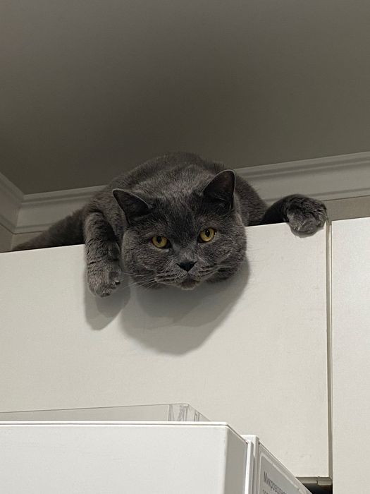 Кот британский..
