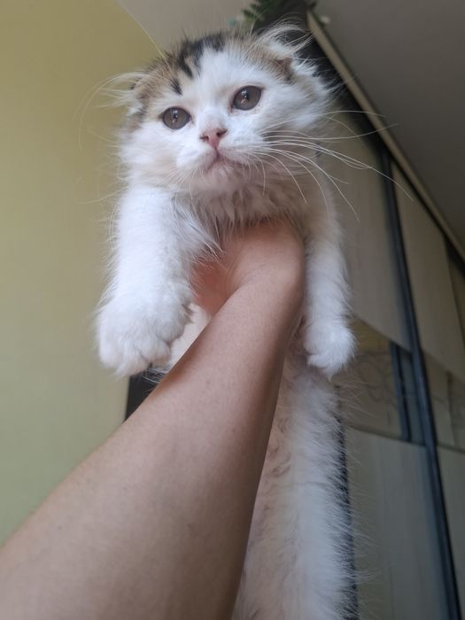Продаётся котёнок