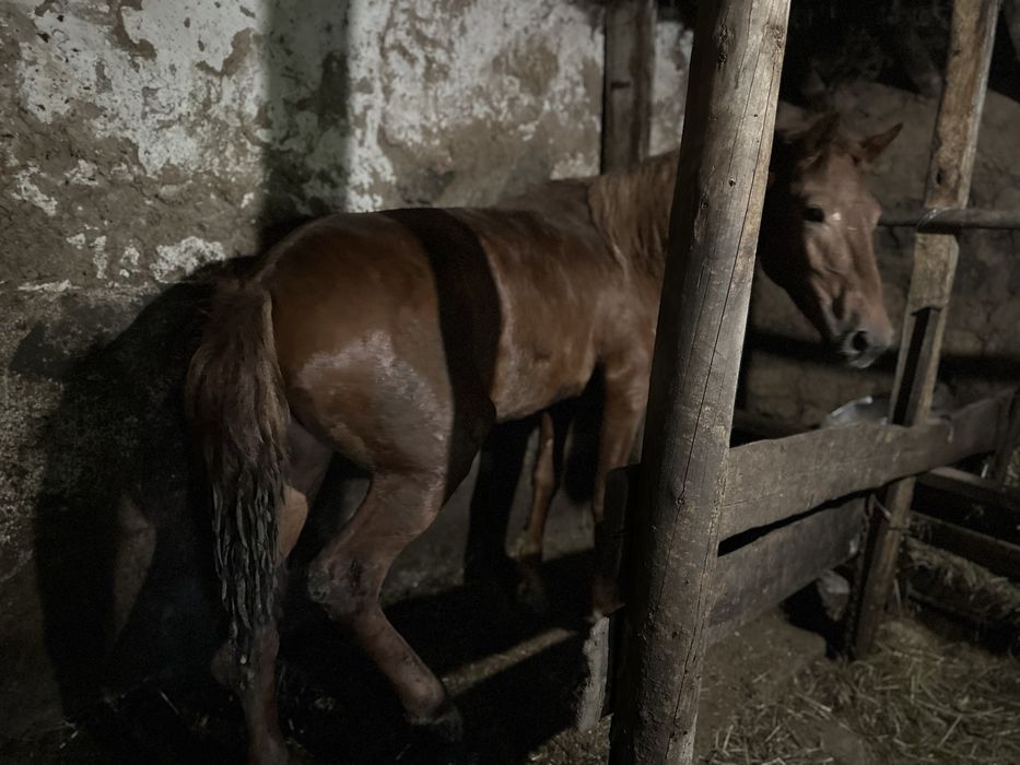 Продается тай